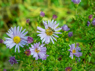 Bee pollinating purple flowers in green meadow