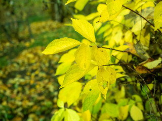 Yellow leaves in nature on blurred background