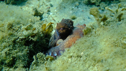 Common octopus (Octopus vulgaris) undersea, Aegean Sea, Greece, Halkidiki, Pirgos beach