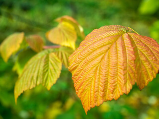 Close-up of colorful leaves against a blurred green background