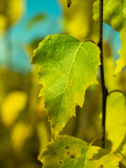 Close-up of vibrant yellow leaf against blue background
