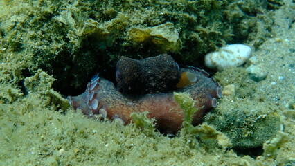 Common octopus (Octopus vulgaris) undersea, Aegean Sea, Greece, Halkidiki, Pirgos beach
