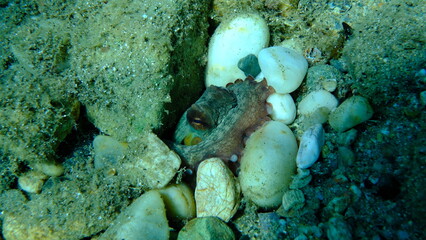 Common octopus (Octopus vulgaris) undersea, Aegean Sea, Greece, Halkidiki, Pirgos beach