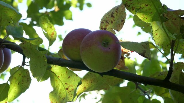 Ripe apples are hanging on the apple tree. The concept of harvesting and farming