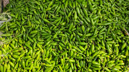 A large pile of fresh green chili peppers showcasing their vibrant color and texture perfect for culinary or agricultural themes