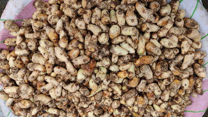 Heap of fresh taro roots displayed for wholesale at local vegetable market representing organic...