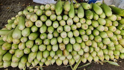 A bountiful harvest of fresh green corn cobs neatly arranged in a large pile showcasing their husked tips and natural texture