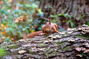 squirrel in the forest