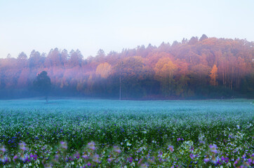 misty morning in the field