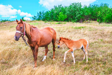 Obraz premium Chestnut mare stands beside her foal in a field of dry grass. Mature horse and a small foal in an sunlit pasture bordered by trees