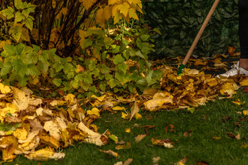 Woman Raking Autumn Leaves in Garden – Fall Cleanup and Gardening Work