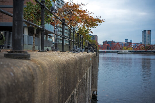 City pigeons perched on a stone dockside wall by a tranquil Salford quay.