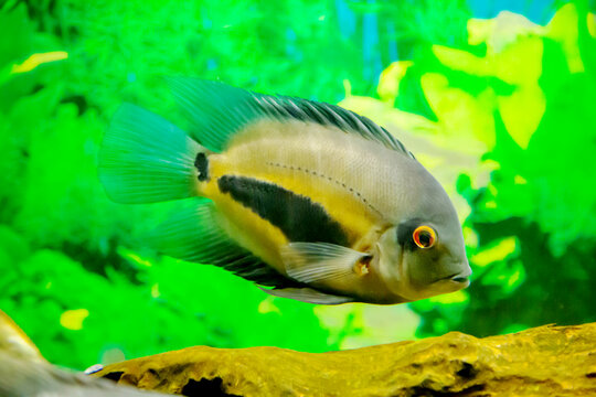 The Uaru is black-spotted (Latin Uaru) with a black stripe on the background of the seabed. Marine life, exotic fish, subtropics, sturgeon farming.