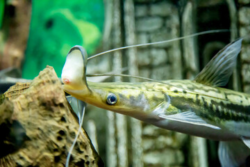 A catfish is chopping, a lima is licking a stone against the background of the seabed. Marine life,...