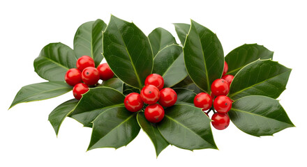 Close-up of glossy green leaves and bright red berries