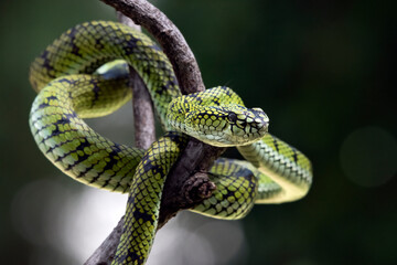 Sumatran pit viper on a branch, Trimeresurus sumatranus, Beautiful close up of a Trimeresurus sumatranus