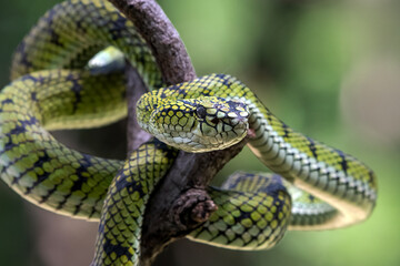 Sumatran pit viper on a branch, Trimeresurus sumatranus, Beautiful close up of a Trimeresurus sumatranus