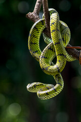 Sumatran pit viper on a branch, Trimeresurus sumatranus, Beautiful close up of a Trimeresurus sumatranus
