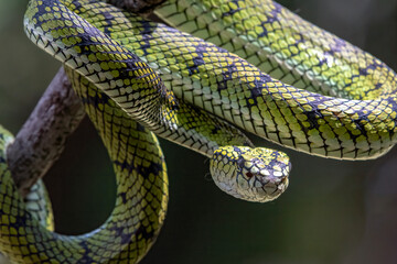 Sumatran pit viper on a branch, Trimeresurus sumatranus, Beautiful close up of a Trimeresurus sumatranus