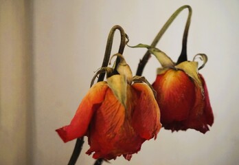 Zwei vertrocknete orange-rote Rosen in Vase vor weißer Wand 