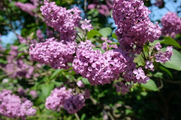 Fototapeta premium lilac flowers on a branch close-up