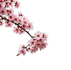 Delicate branch of light pink blossoms against a stark black background