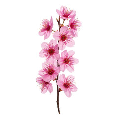 Close-up of delicate pink blossoms on a slender brown stem, isolated