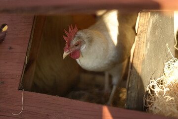 A white hen sits peacefully in her wooden nesting box, patiently warming her eggs and preparing to welcome her little chicks into the world © Juli