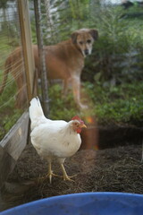 A white chicken stands safely inside a small fenced pen while a loyal brown dog keeps watch from outside, guarding her like a true friend © Juli