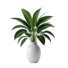 Tropical plant with large green leaves in a white ceramic vase, black background