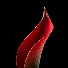 Red Calla Lily petal abstract against black flower