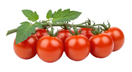 Close-up of ripe, red cherry tomatoes still on the vine with green leaves