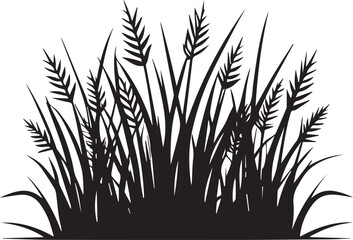 Black silhouette of tall wild grass and wheat plants on white background