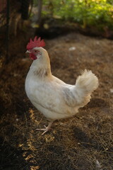 Close-up shot of white chickens walking freely on hay at an organic farm. The natural setting highlights sustainable farming practices and ethical animal care. Captured in soft natural light