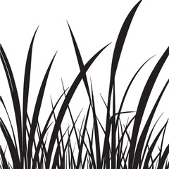 Black silhouette of tall wild grass and wheat plants on white background