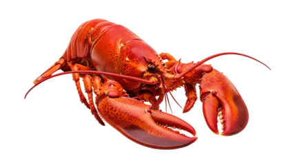 Perfectly cooked, vibrant red lobster, isolated on a black background