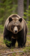A magnificent brown bear strolls through a verdant forest, its imposing presence highlighted by the natural surroundings.