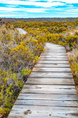 Obraz premium Wooden plank path over wild terrain covering valley with plants of region, horizon and blue sky with white clouds in background, cloudy day on Mexican island Coronado, Baja California Sur, Mexico