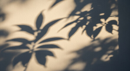 Soft-Focus Shadow of Palmate Leaves on a Muted Wall
An atmospheric and moody photograph featuring the soft, diffused shadows of palmate (hand-shaped) leaves cast upon a textured wall