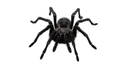 Tarantula spider isolated on transparent background