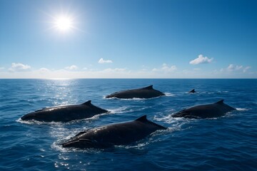Fototapeta premium Whales Swimming Together in Open Ocean Under Bright Sun