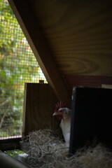 Chicken in cage organic farm hey hen coop © Juli