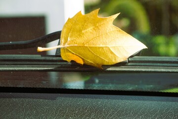 Gelbes Herbstblatt liegt vor Windschutzscheibe von Auto bei Regen am Nachmittag im Herbst