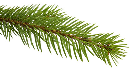 Fototapeta premium Close up of a vibrant green pine branch with sharp needles against a stark black background