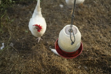 Sustainable water station chicken feeder hey © Juli