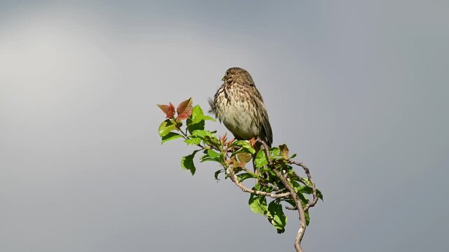 Grauammer singt auf einem im Wind wackeldem Ast // singing Corn bunting (Emberiza calandra) 