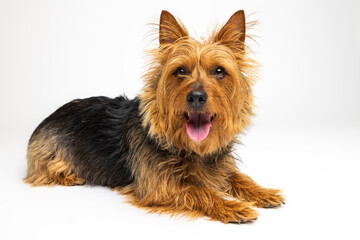Happy Australian Terrier on White Background