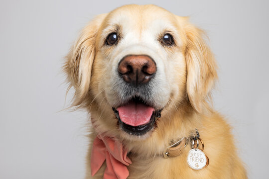 Golden Retriever Close-Up with Pink Bow - Powered by Adobe