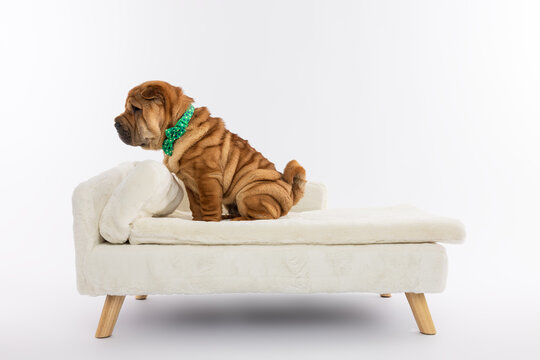 Shar Pei Sitting on Mini Sofa
