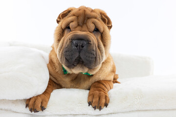 Relaxed Shar Pei on Cream Sofa